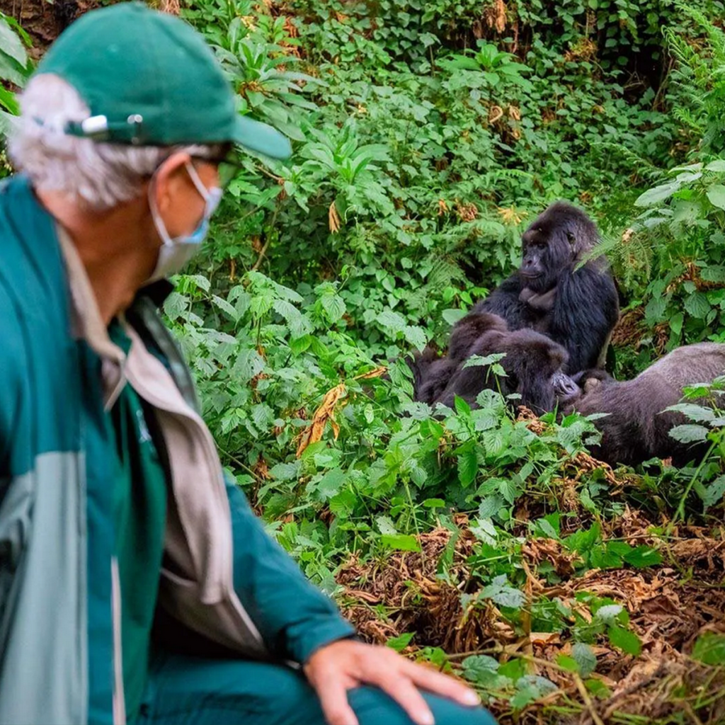 Knock at the Gorillas door -Rwanda
