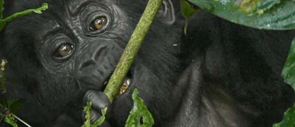 Gallivanting with Twin Kong