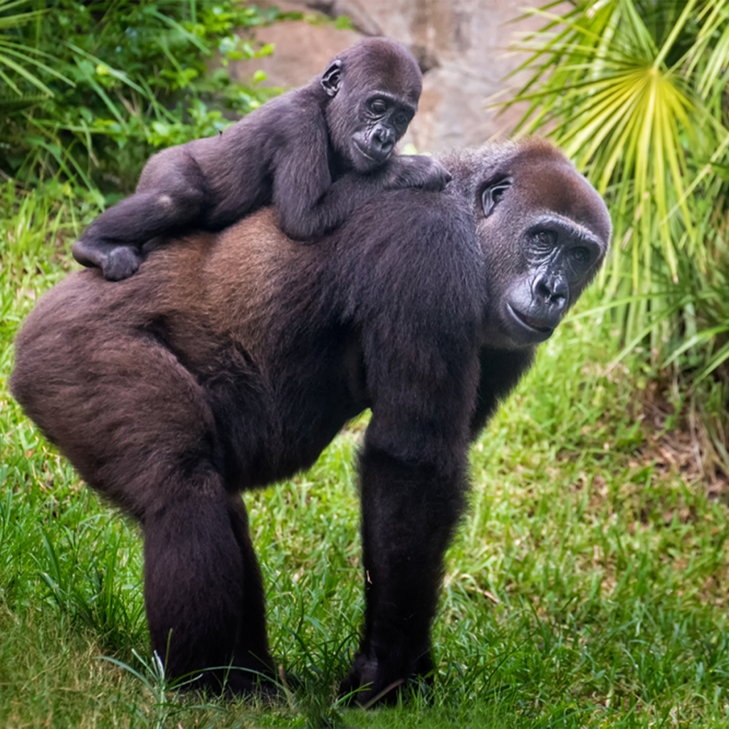 Trek to Gorilla World