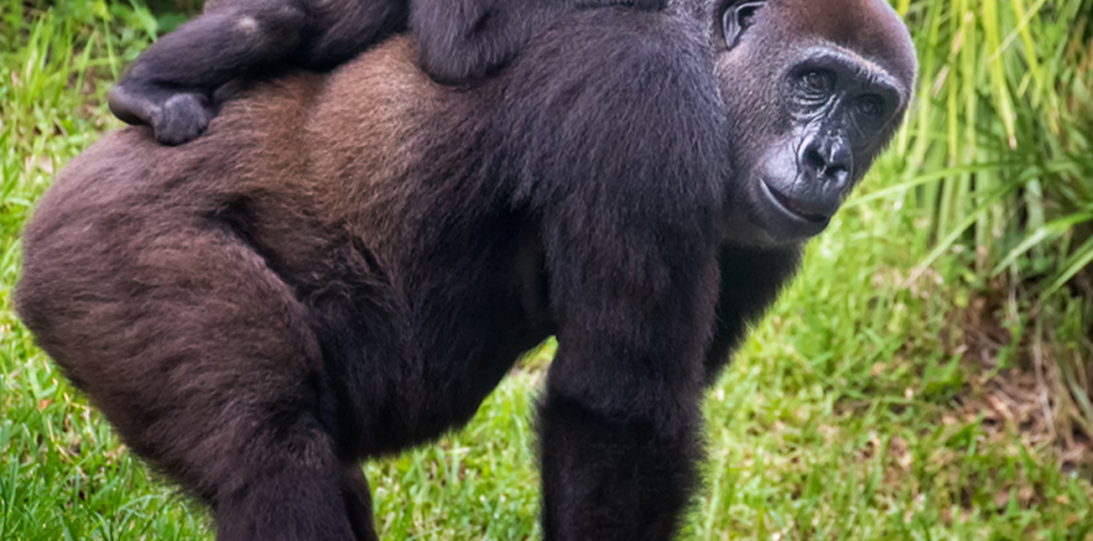 Trek to Gorilla World