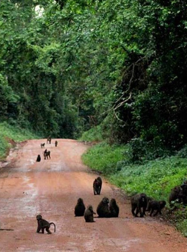 We sleep in the jungle