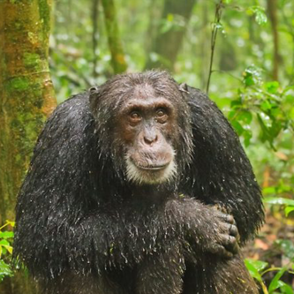 We sleep in the jungle