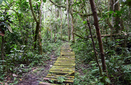 We sleep in the jungle